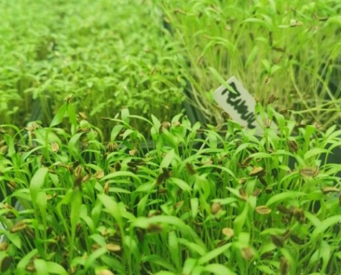 Jeunes pousses cultivées chez Micropouss