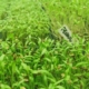Jeunes pousses cultivées chez Micropouss