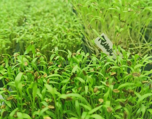 Jeunes pousses cultivées chez Micropouss